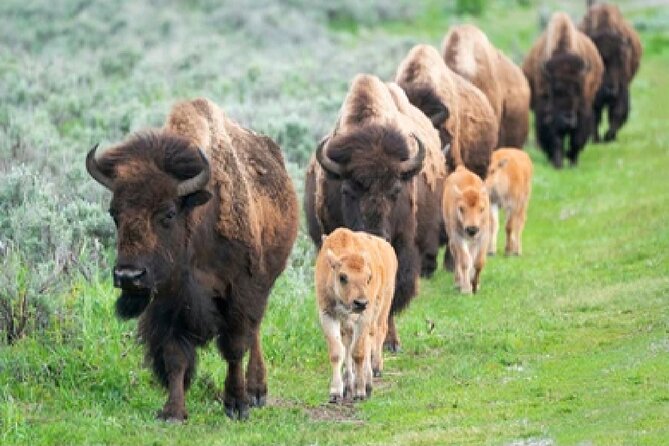 From Jackson Hole: Yellowstone Old Faithful, Waterfalls and Wildlife Day Tour - What the long vehicle day feels like