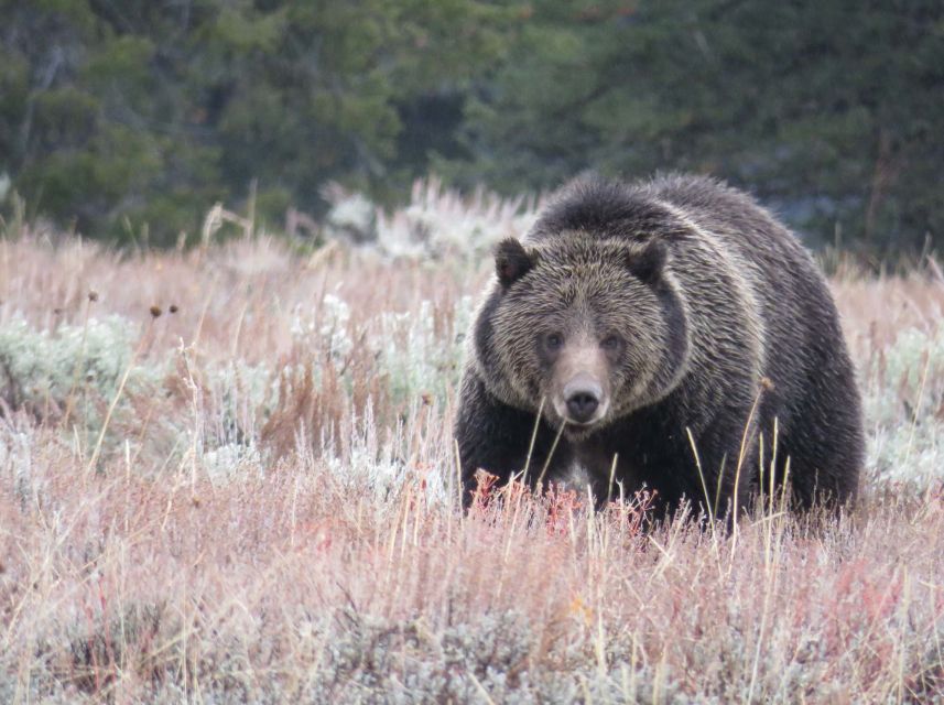 From Jackson: Yellowstone Day Tour Including Entrance Fee - Key points to know before booking