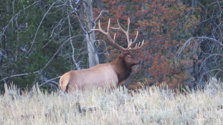 From Jackson: Yellowstone Day Tour Including Entrance Fee - Meals, restrooms, and the practical side of a long day