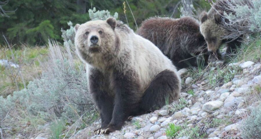 From Jackson: Yellowstone Day Tour Including Entrance Fee - Grand Teton National Park comes first