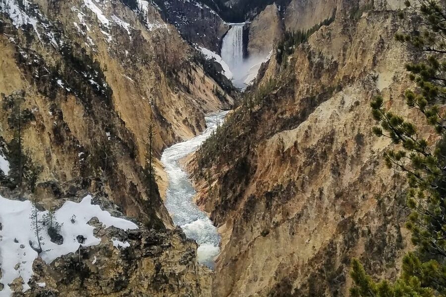 From Jackson: Yellowstone National Park Day Trip with Lunch - Hayden Valley and Yellowstone wildlife
