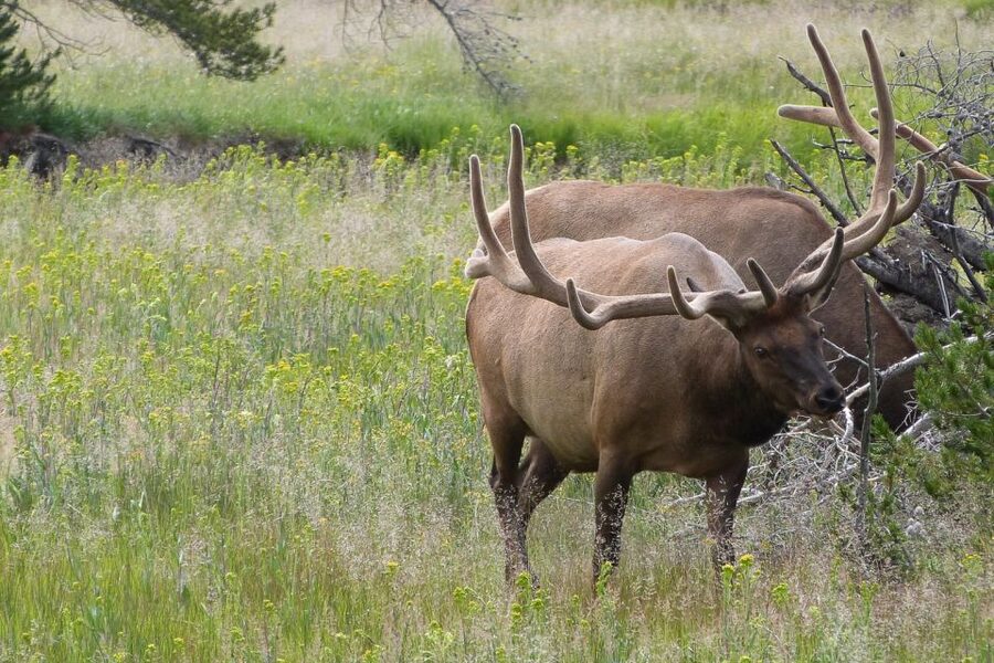 From Jackson: Yellowstone National Park Day Trip with Lunch - Sulphur Cauldron, Mud Volcano, and Lake Yellowstone