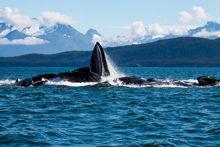 From Juneau: Whale Watching Cruise with Snacks - Boarding the small jet boat