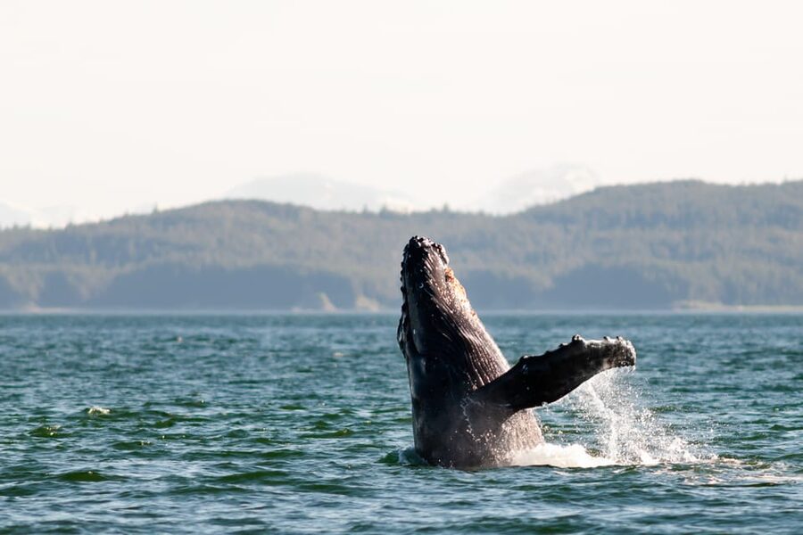 From Juneau: Whale Watching Cruise with Snacks - Orcas, sea lions, porpoises, and eagles