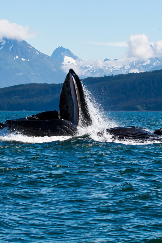 From Juneau: Whale Watching Cruise with Snacks - Snacks, coffee, and the small comforts