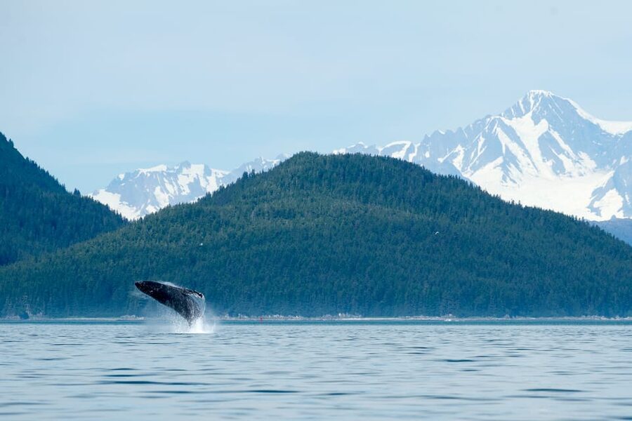 From Juneau: Whale Watching Cruise with Snacks - Meeting under the tramway and riding to Auke Bay
