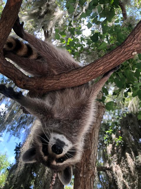 From Lafitte: Swamp Tours South of New Orleans by Airboat - Should You Book This Lafitte Airboat Tour?