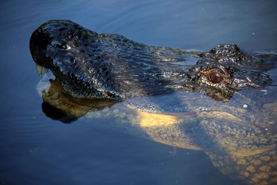 From Lafitte: Swamp Tours South of New Orleans by Airboat - Sugar and Flour Before or After the Ride