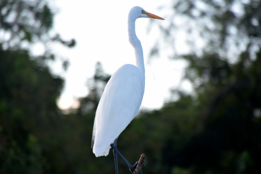 From Lafitte: Swamp Tours South of New Orleans by Airboat - Value at $59 and Beyond