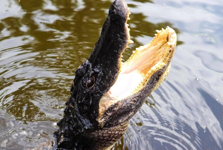 From Lafitte: Swamp Tours South of New Orleans by Airboat - What the 105-Minute Airboat Ride Feels Like