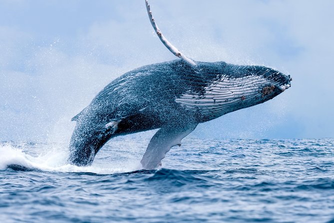 From Maalaea: Whale Watching Tour Aboard the Quicksilver - Humpbacks, calves, and the winter migration
