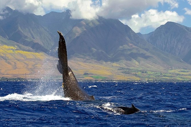 From Maalaea: Whale Watching Tour Aboard the Quicksilver - Choosing your place on the boat