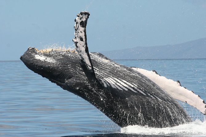 From Maalaea: Whale Watching Tour Aboard the Quicksilver - Price and what you get for $49.95