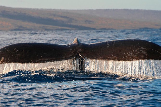 From Maalaea: Whale Watching Tour Aboard the Quicksilver - Weather, distance, and realistic expectations