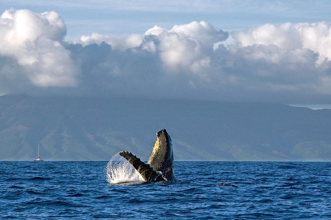 From Maalaea: Whale Watching Tour Aboard the Quicksilver - Is Quicksilver right for you?