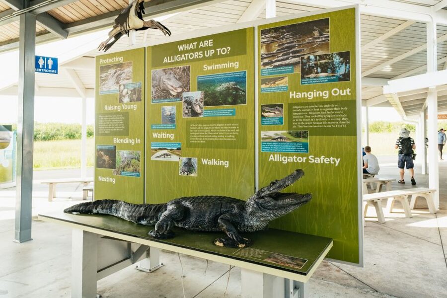 From Miami: Everglades Airboat Ride and Nature Walk - Food, gear, and comfort during the day