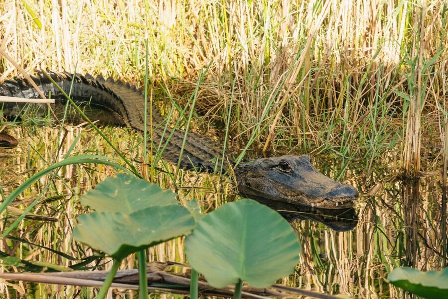From Miami: Everglades Airboat, Wildlife Show & Bus Transfer - Who should book this half-day tour?
