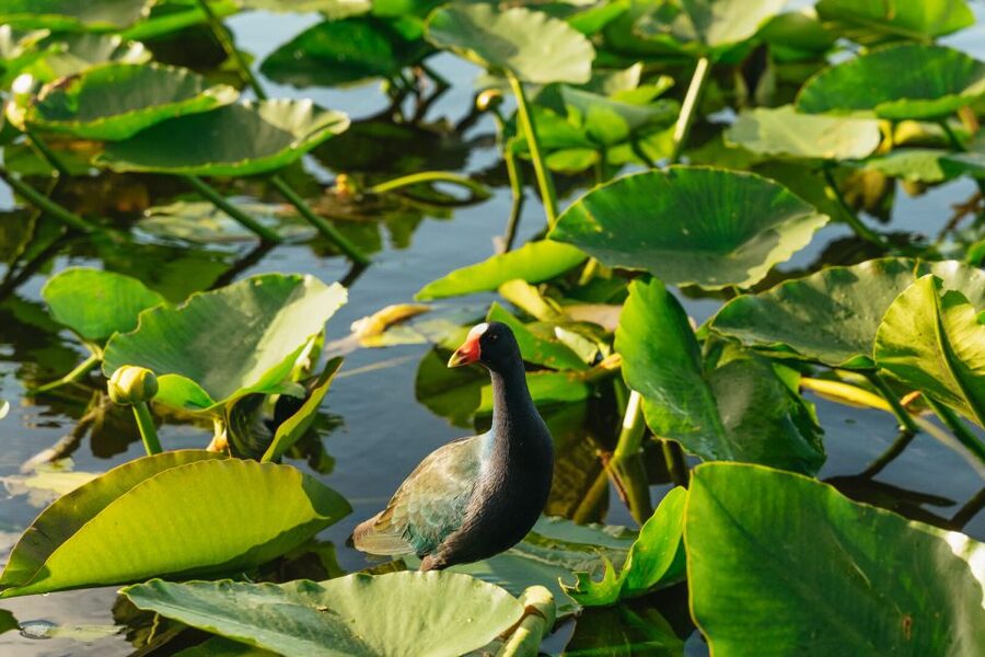 From Miami: Everglades Airboat, Wildlife Show & Bus Transfer - Practical tips for a smoother outing
