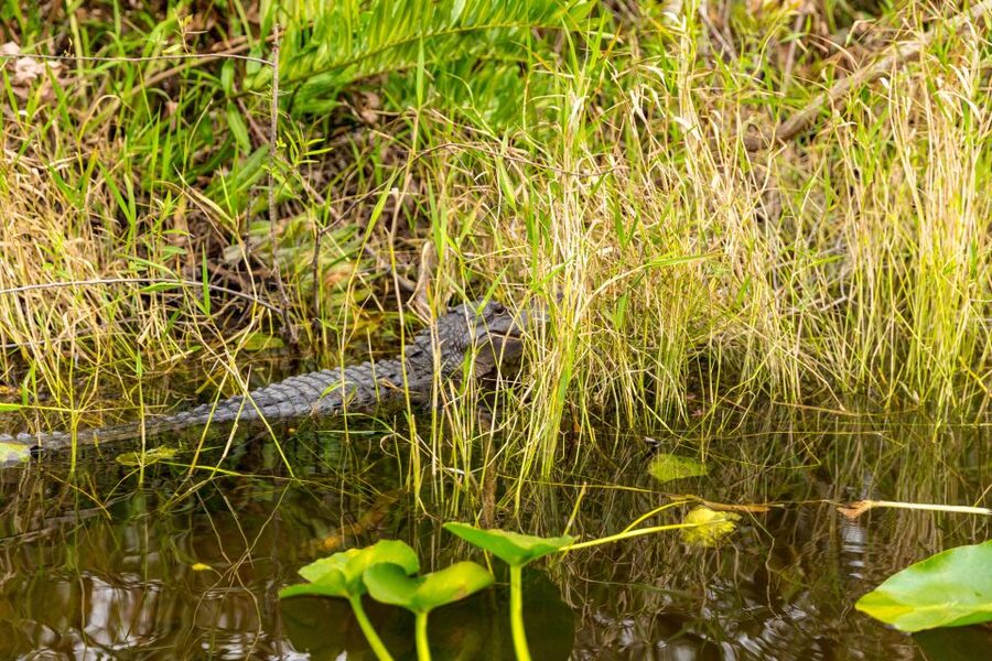 From Miami: Everglades Wildlife Show, Airboat & Bus Transfer - Biscayne Bay and Millionaire’s Row