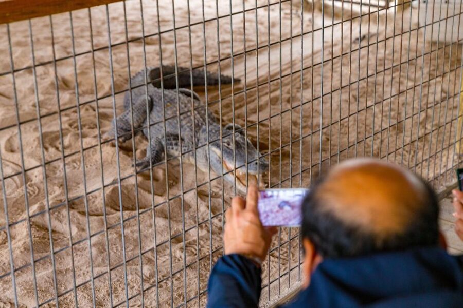 From Miami: Everglades Wildlife Show, Airboat & Bus Transfer - Half-day or full-day: which option makes sense?