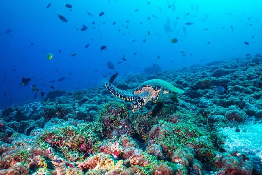 From Miami: Roundtrip Bimini Ferry with Hotel Transfers - Six hours to set your own pace on Bimini