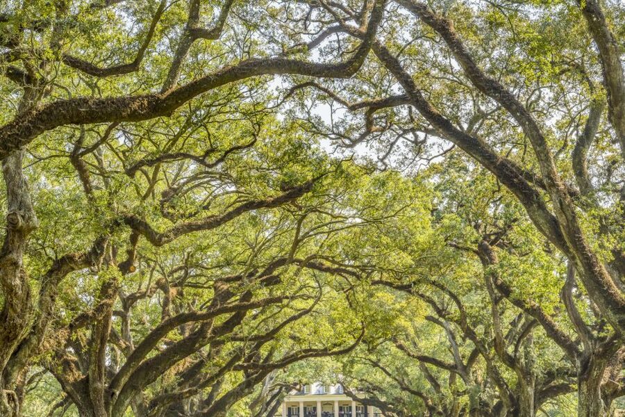 From New Orleans: Oak Alley Plantation Tour - How the timing shapes the experience