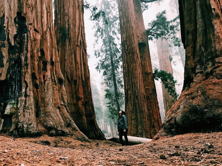 From San Francisco: Day Trip to Yosemite National Park - The 1.5-hour Yosemite Valley tour
