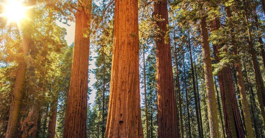 From San Francisco: Guided Muir Woods Excursion - Key points to know before booking