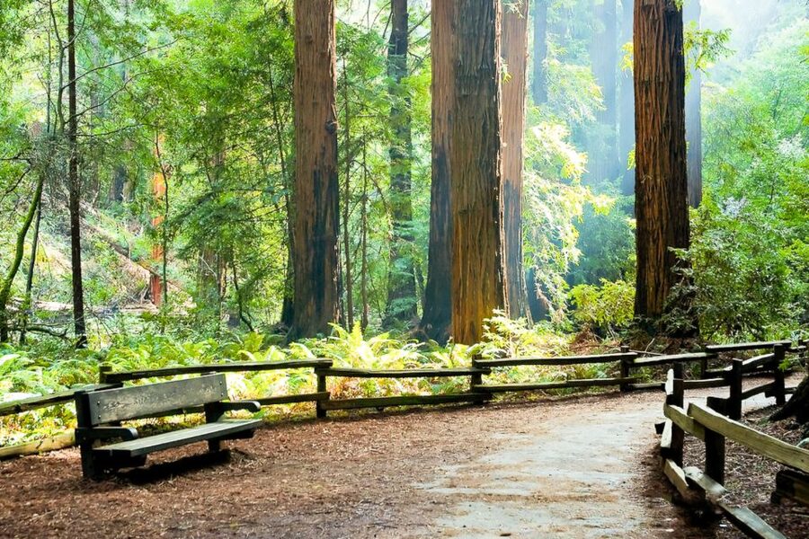 From San Francisco: Guided Muir Woods Excursion - What happens if Muir Woods is closed?