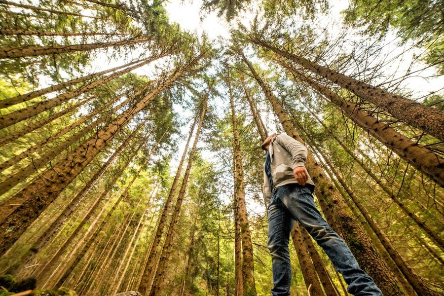 From San Francisco: Guided Muir Woods Excursion - Why Muir Woods is the heart of this trip