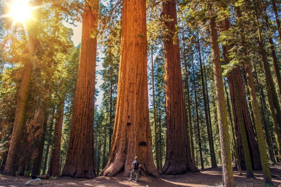 From San Francisco: Guided Muir Woods Excursion - Walking through the redwoods in 90 minutes
