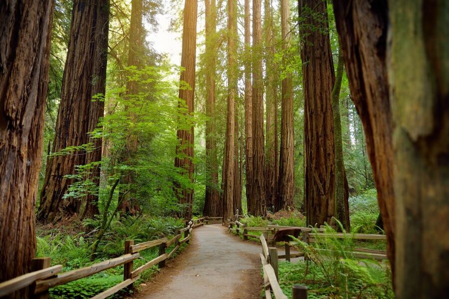 From San Francisco: Guided Muir Woods Excursion - What the bus arrangement saves you