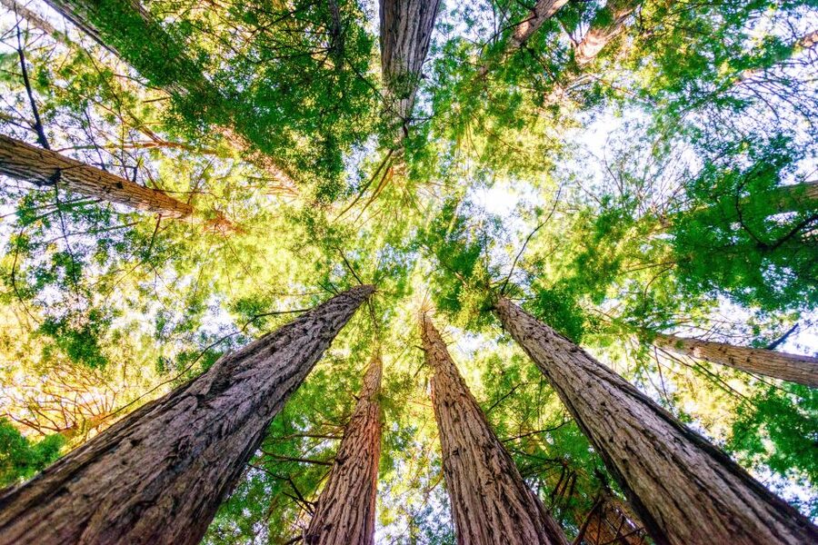 From San Francisco: Guided Muir Woods Excursion - The extra Big Bus sightseeing package