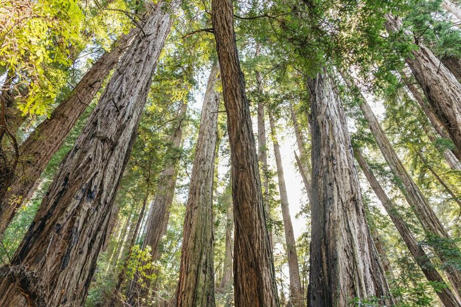 From San Francisco: Guided Muir Woods Tour - Why Muir Woods makes this half-day worthwhile