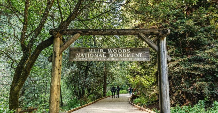 From San Francisco: Guided Muir Woods Tour - Walking beneath Muir Woods redwoods