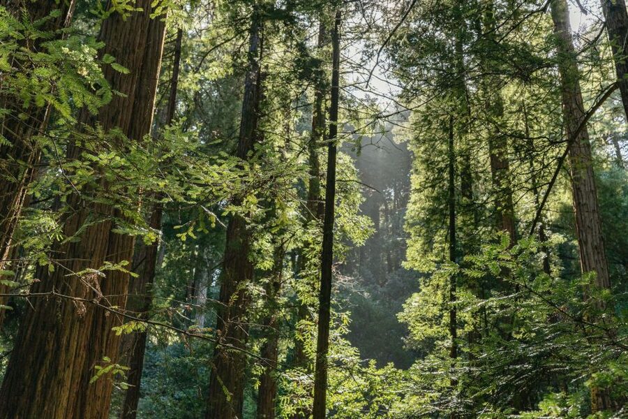 From San Francisco: Guided Muir Woods Tour - What the $84 price really buys you