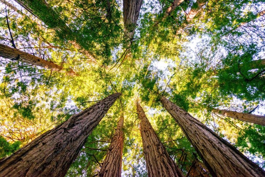 From San Francisco: Guided Muir Woods Tour - The pace, bus, and guide make the difference