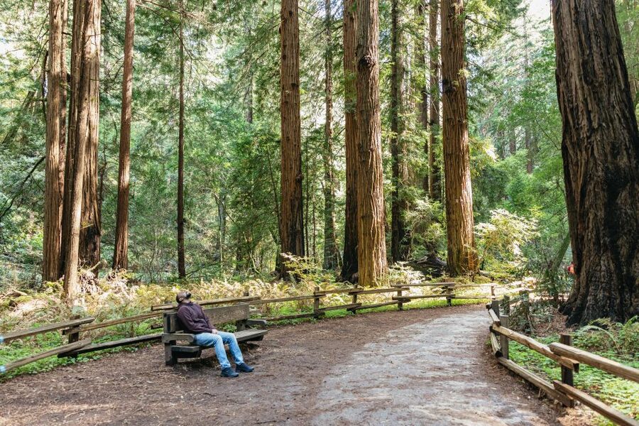 From San Francisco: Guided Muir Woods Tour - Booking details worth knowing