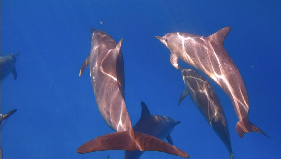 From Waikiki: Turtle Canyon Snorkeling Tour - A short ride from Waikiki to Turtle Canyon