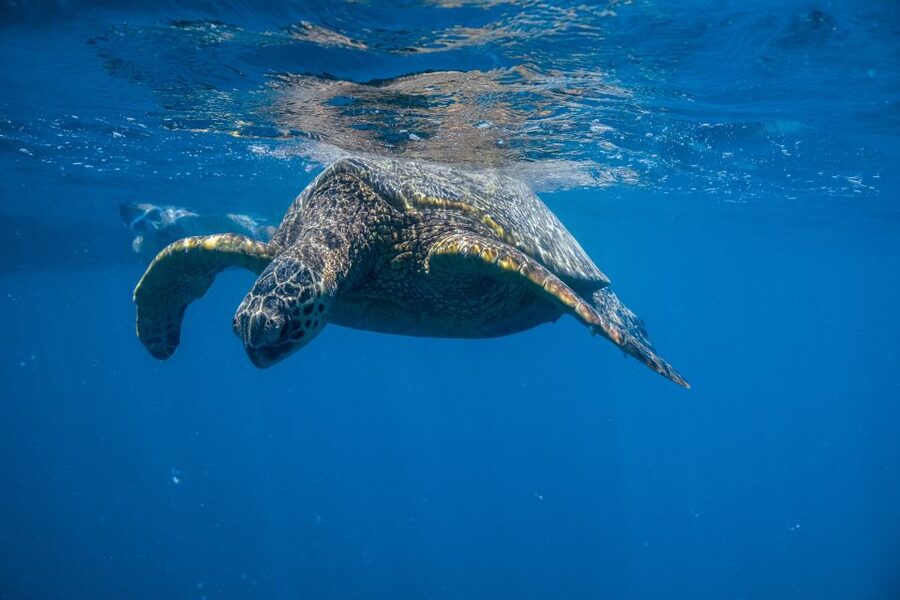 From Waikiki: Turtle Canyon Snorkeling Tour - What the boat ride adds