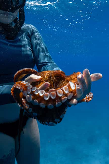 From Waikiki: Turtle Canyon Snorkeling Tour - How the $81 price measures up