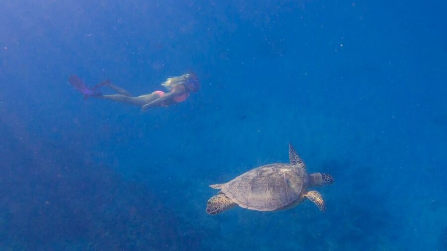 From Waikiki: Turtle Canyon Snorkeling Tour - What to bring and how to prepare