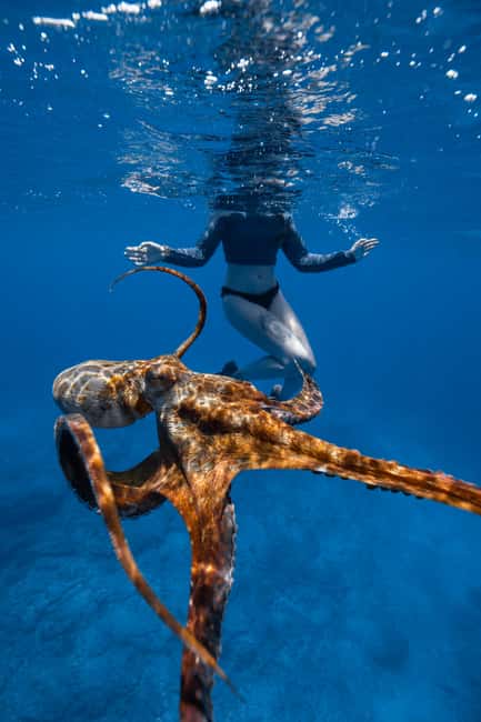 From Waikiki: Turtle Canyon Snorkeling Tour - FAQ