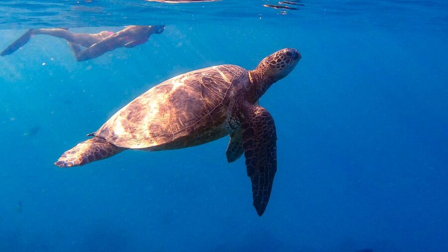 From Waikiki: Turtle Canyon Snorkeling Tour - The crew makes a difference in open water