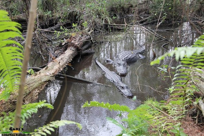 Full-Day Kayak Adventure in the Everglades - Kayaking through cypress, rivers, and mangroves