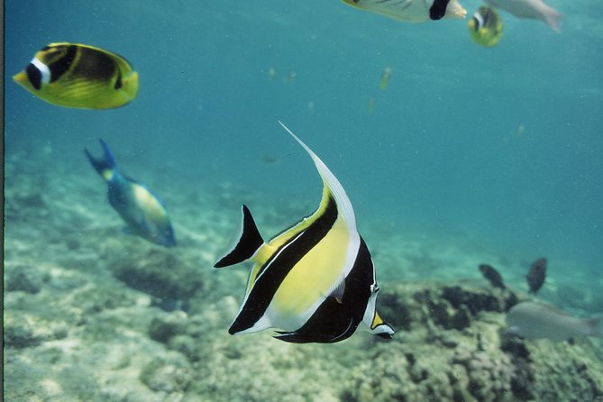 Glass-Bottom Boat Reef Tour - A moving history lesson along the Kona coast