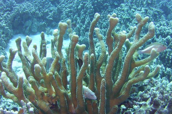 Glass-Bottom Boat Reef Tour - Is $72 a fair price?