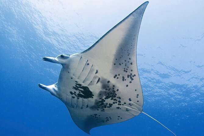 Glow of the Deep: Night Snorkeling with Manta Rays - Why the manta encounter is so special