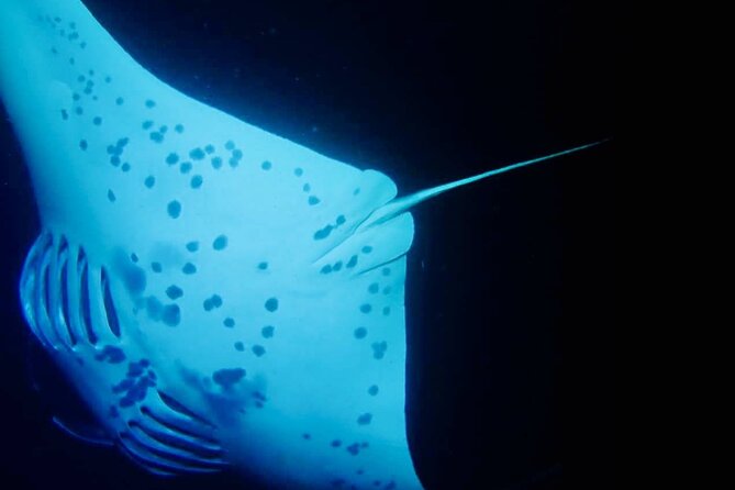 Glow of the Deep: Night Snorkeling with Manta Rays - Warmth, seasickness, and practical comfort