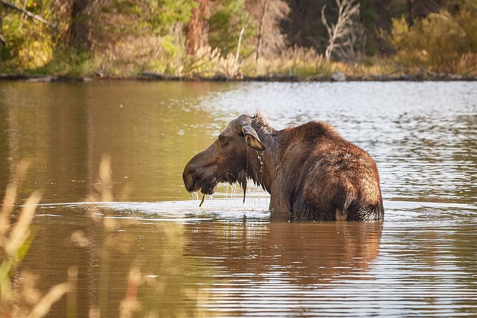 Grand Teton Half Day Tour - Jenny Lake and Menor’s Ferry add a human touch